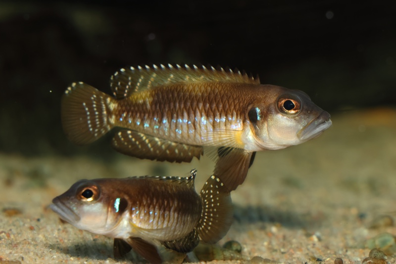 Lamprologus speciosus 'Kizike'